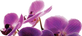 orchid logo bloemist